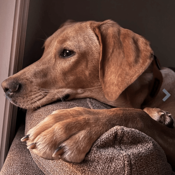 2 1/2 year old light brown Coonhound for adoption at Middleburg Humane Soiciety in Marshall, VA